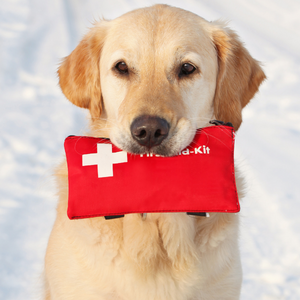 Lab holding first aid kit in mouth